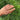 Anillo Truevai